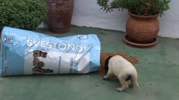 SVESTONOF ORIGINAL FORMULA DOG FOOD PUPPY